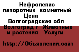 Нефролепис (папоротник) комнатный › Цена ­ 500 - Волгоградская обл., Волгоград г. Животные и растения » Услуги   